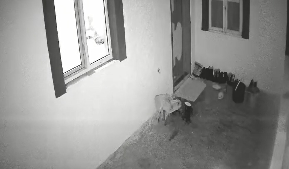 Kars'ta hırsız tilki gülümsetti