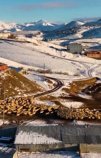 Dağın huzuru, emeğin sesi: İliç’te küçükbaş hayvancılık