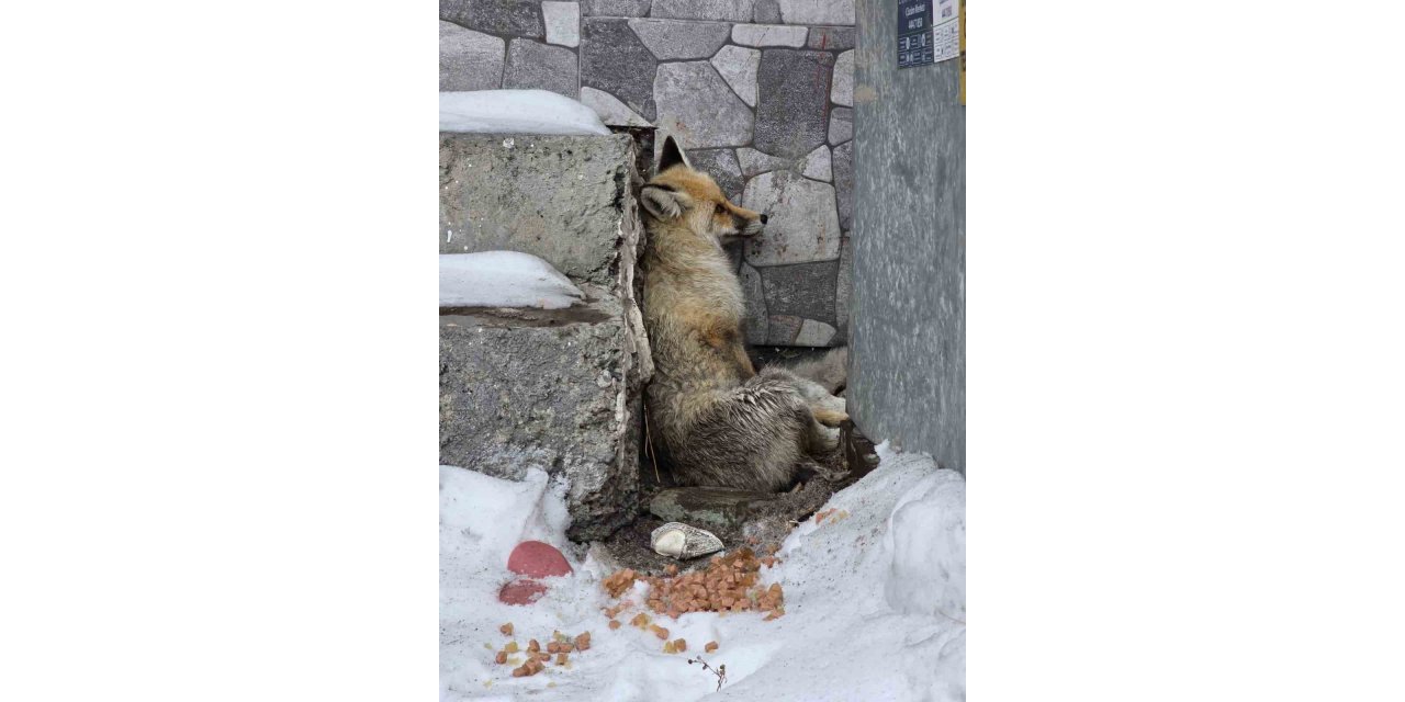 Ardahan’ın Damal ilçesinde yaralanan tilkiye belediye başkanı sahip çıktı