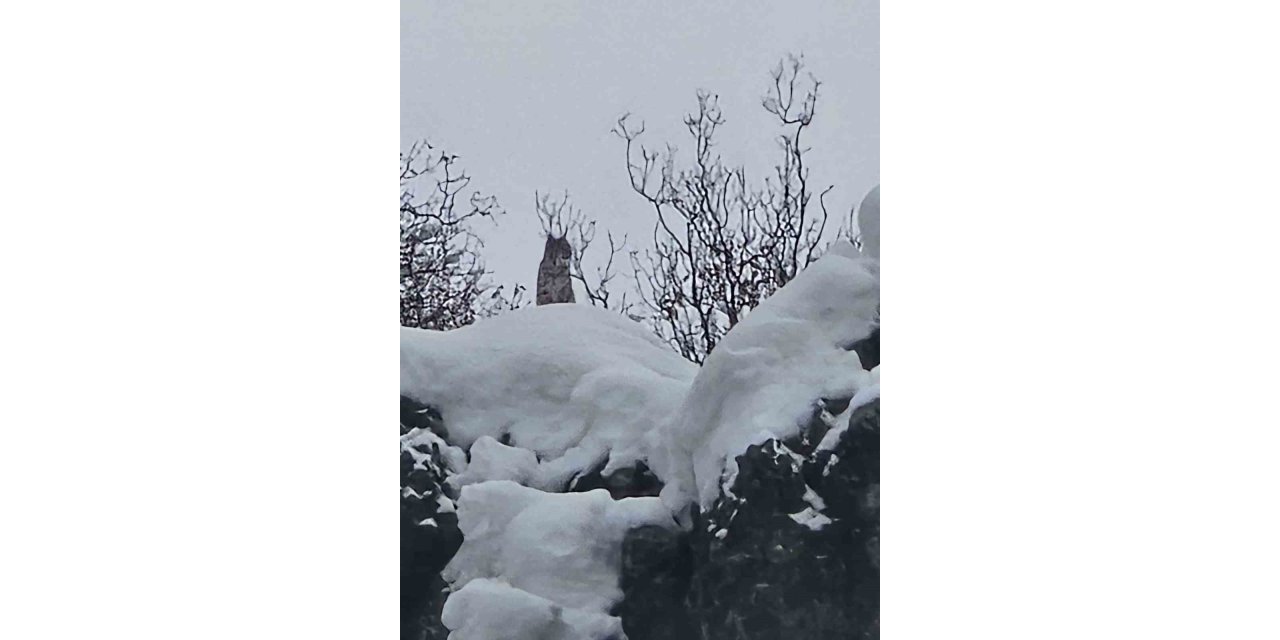 Elazığ’da koruma altındaki vaşak görüntülendi
