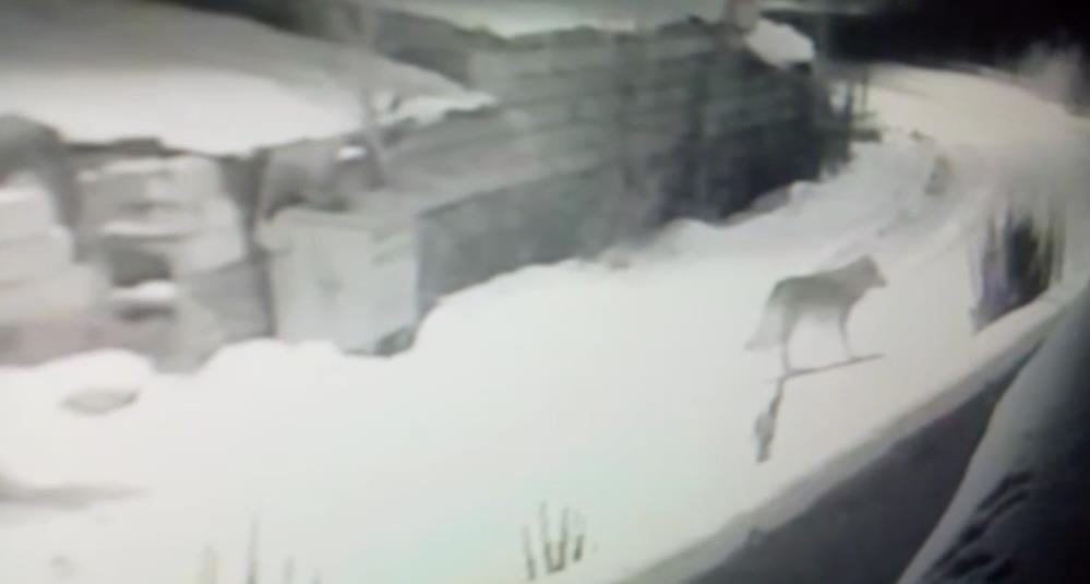 Kars’ta kurtlar köylerde cirit atıyor