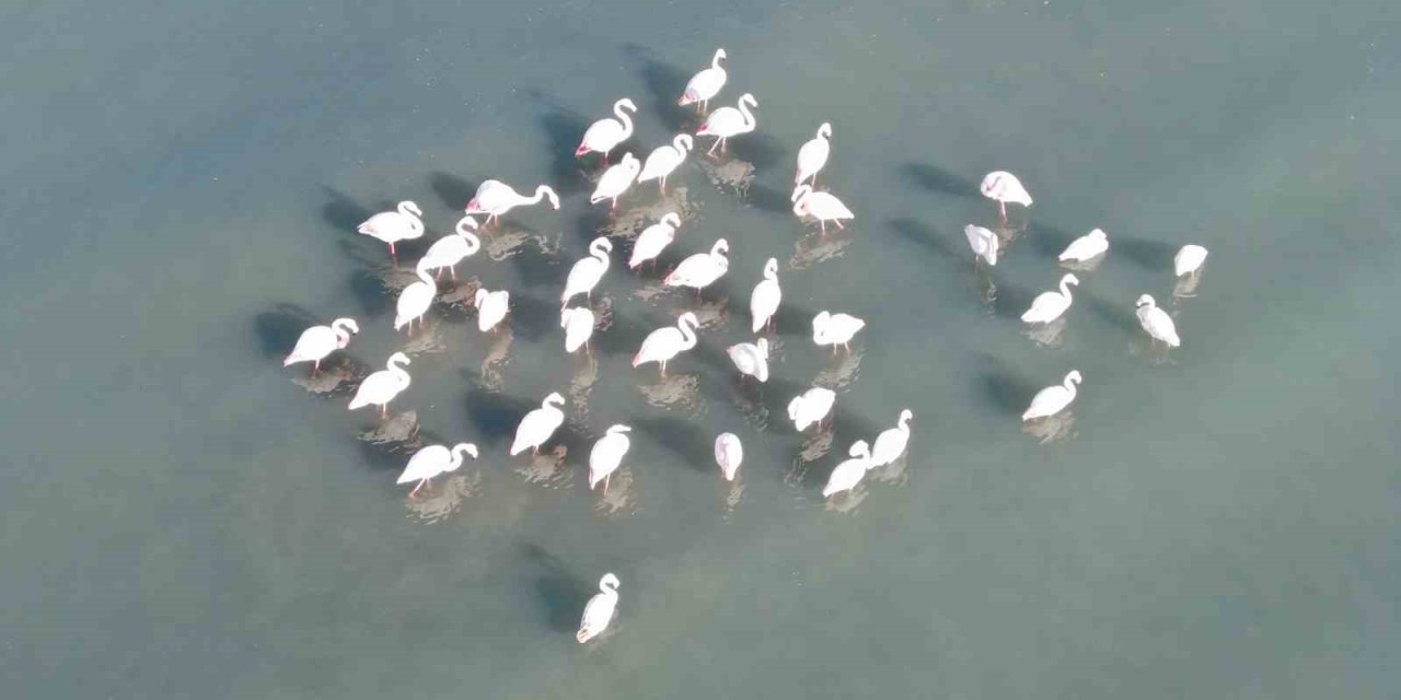 Flamingolar bu yıl da Van’dan göç etmedi