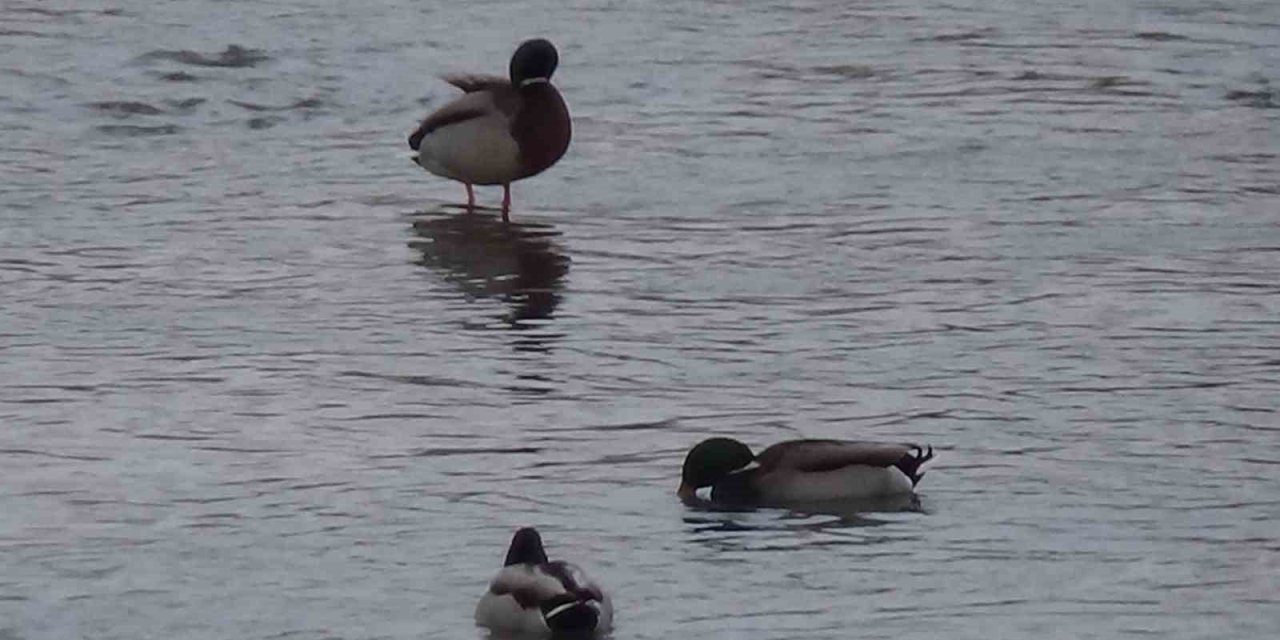 Kars’ta yaban hayatı şehre indi: Yeşilbaş ördeklerin yemek mesaisi kamerada