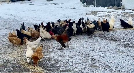 Köy yaşamının bereketi karda can buldu