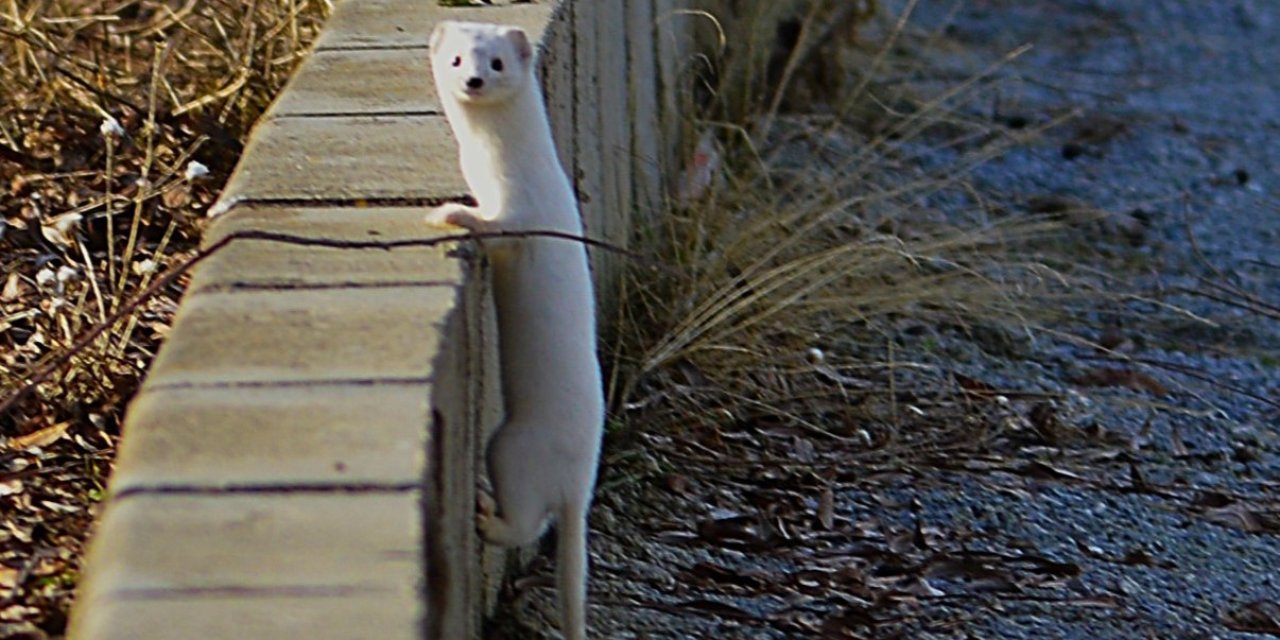 Tatvan sahilinde "Beyaz Gelincik" görüntülendi