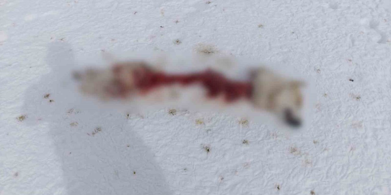 Başkale’de kurtlar köpeği parçaladı