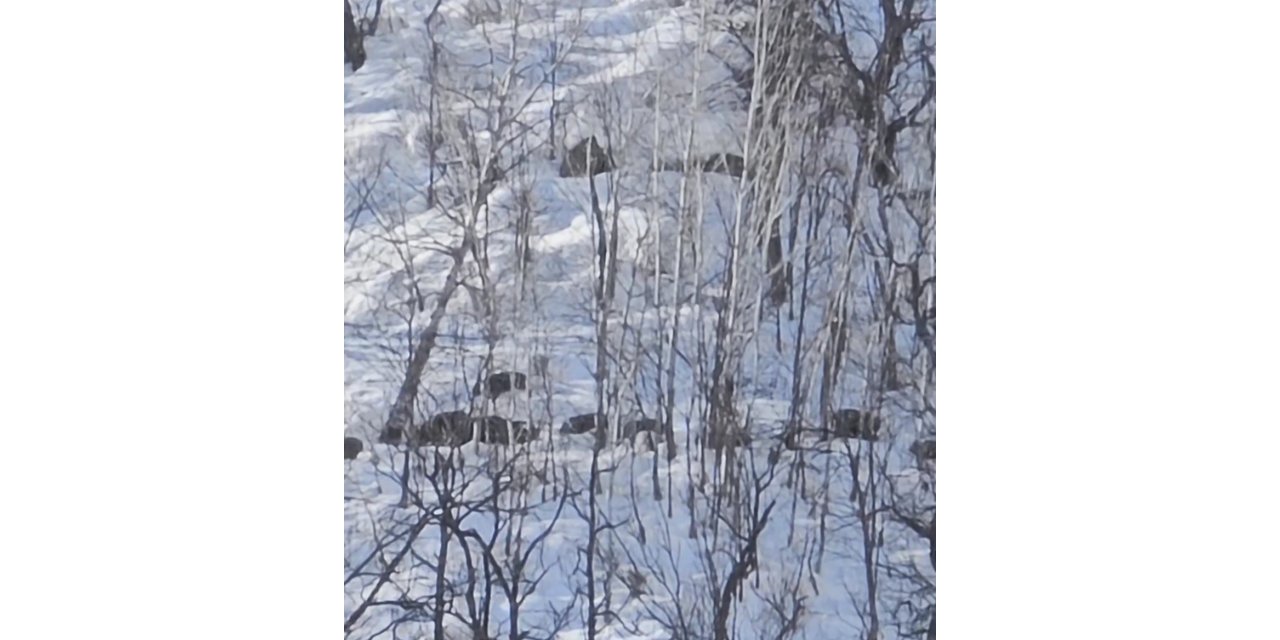 Munzur Vadisi’nde karlı dağlarda yiyecek arayan domuz sürüsü görüntülendi