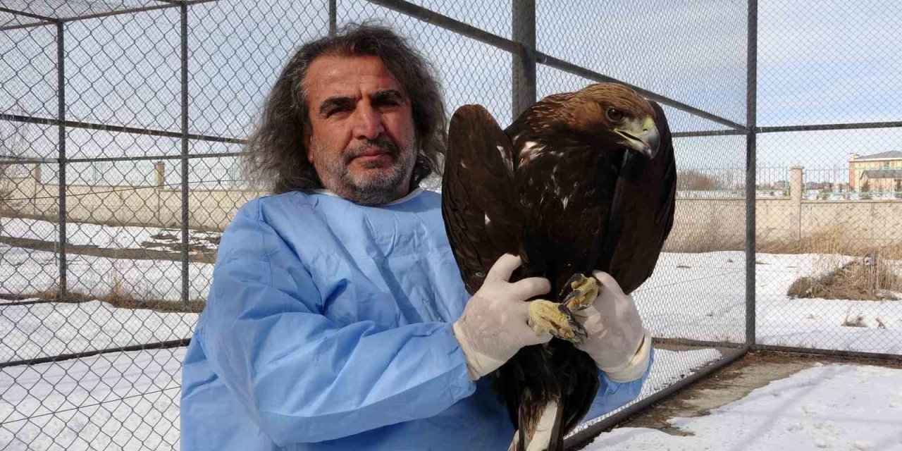 Van YYÜ’de yırtıcı kuşlar şifa bulup doğaya dönüyor