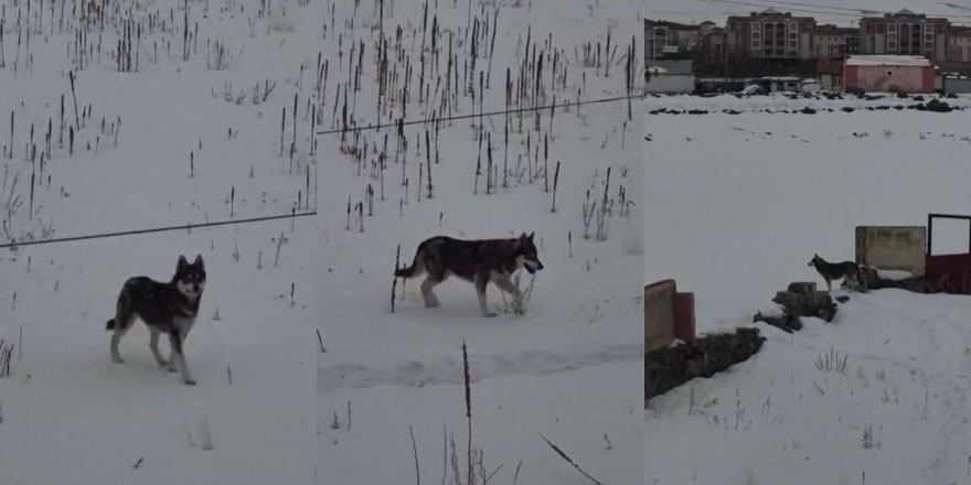 Aç kalan kurt şehir merkezine indi: o anlar kamerada