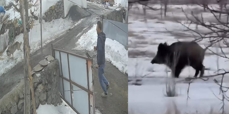 Kurt kazı kaptı, domuz mahalleye indi