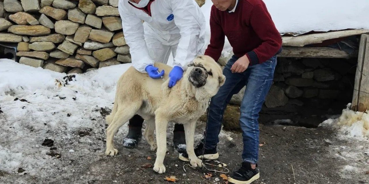 Diyadin’de köpeklere kuduz aşısı uygulaması başladı