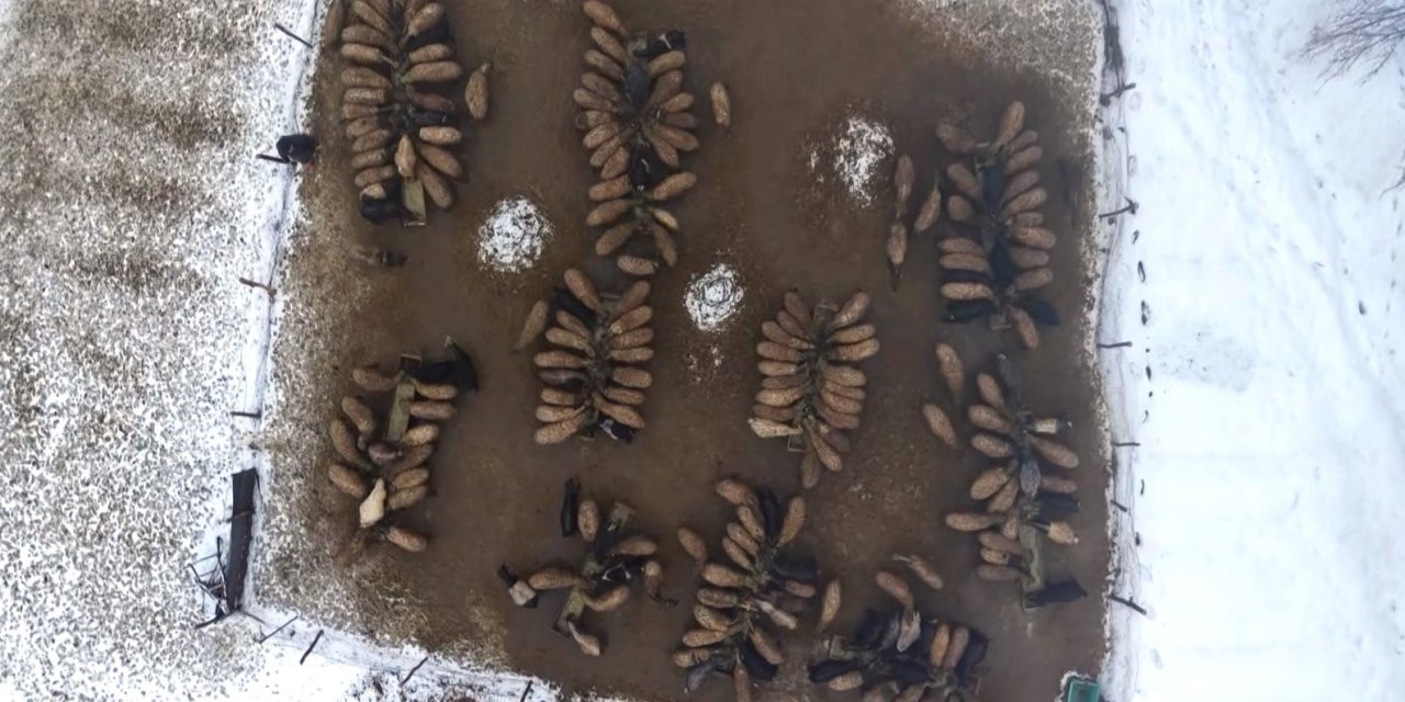 Muş’ta devlet desteğiyle hayvan sayısı arttı