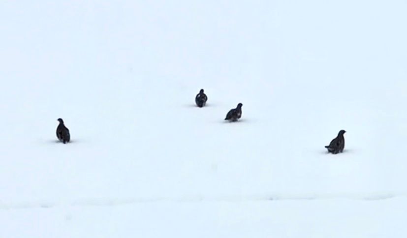 Keklik sürüsünün karda yürüyüşü
