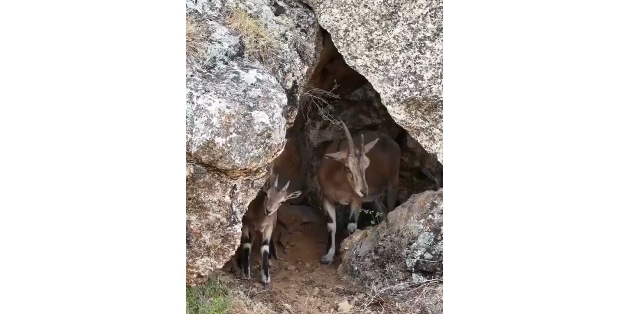 Erzincan’da dağ keçileri drone kamerasına yansıdı