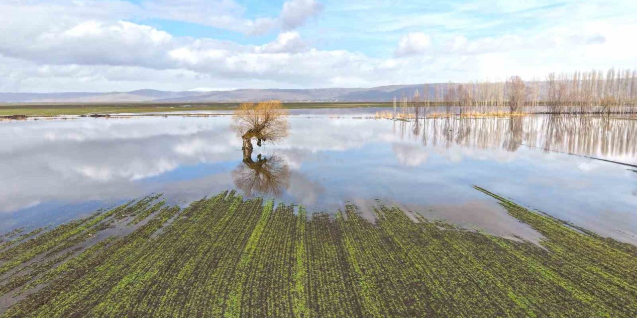 Muş’ta eriyen kar ve sağanak ovayı sular altında bıraktı