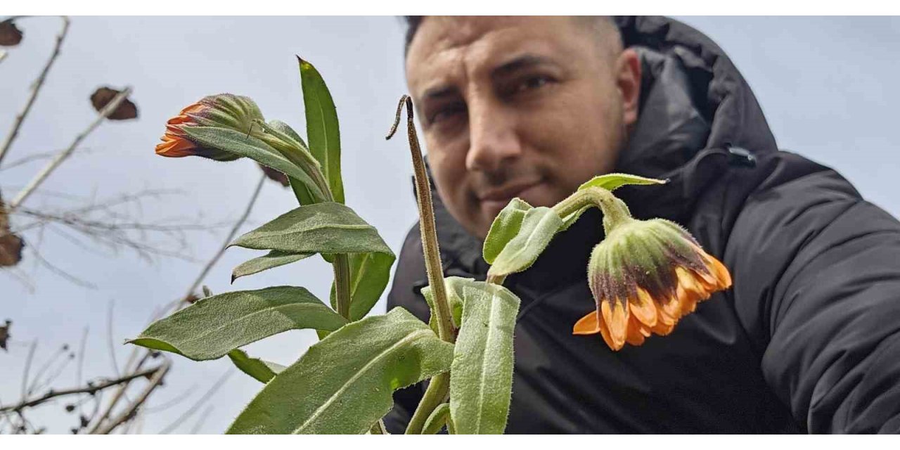 Karın başkenti Bitlis’te şubat sürprizi: Çiçekler karlar arasında açtı