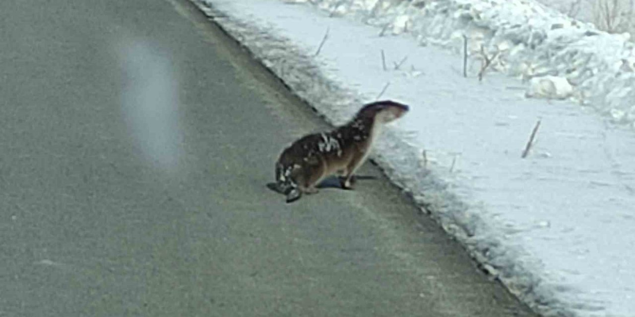 Nesli tehlikede olan su samuru yolunu kaybetti, kara yoluna indi