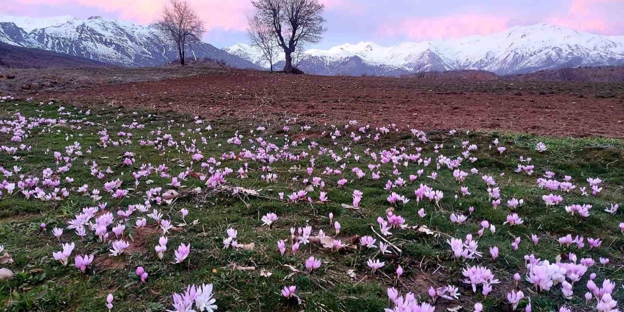 Elazığ’da baharın habercisi çiğdemler erken açtı