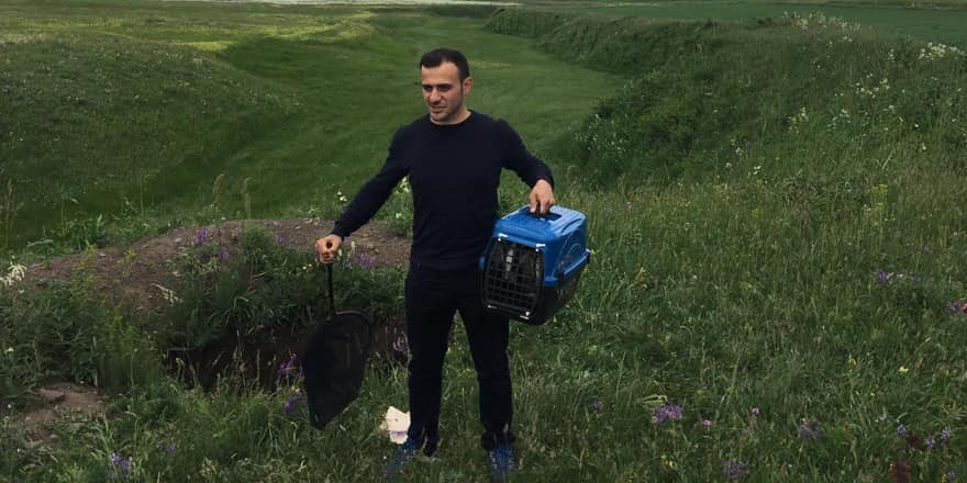 Kars’ta tedavileri tamamlanan porsuklar doğaya bırakıldı