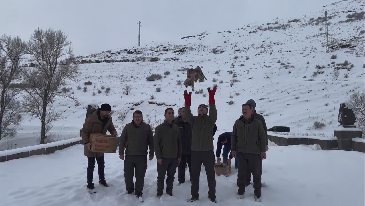 Kars'ta tedavileri tamamlanan 3 şahin gökyüzüne kanat açtı