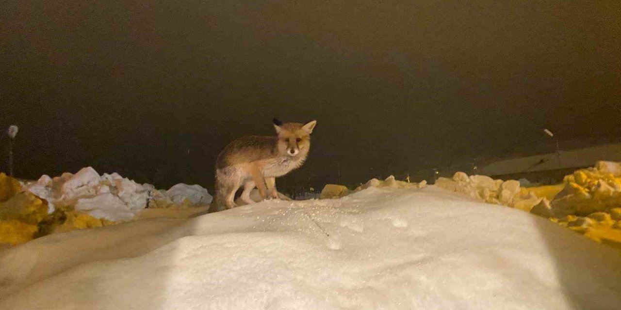 Aç kalan tilkiye şefkat eli: "O yedikçe ben mutlu oldum"