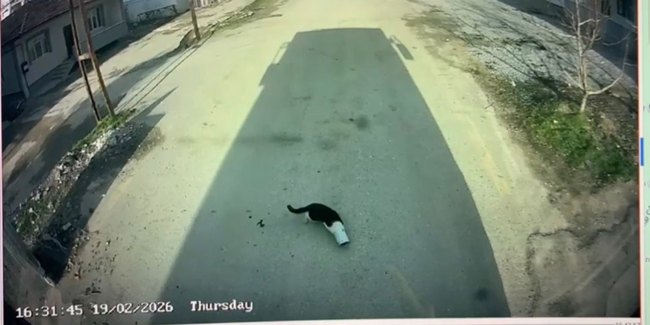 Malatya’da kafası konserve kutusuna sıkışan kediyi otobüs şoförü kurtardı