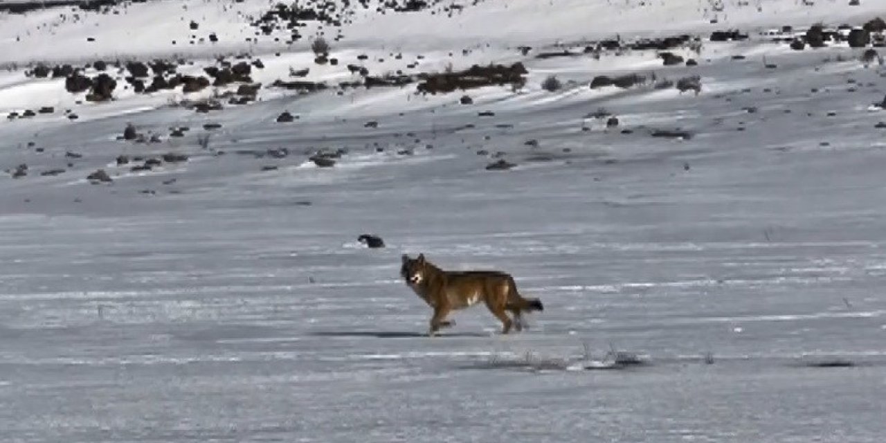 Kars’ta hareket halindeki aracı takip eden kurt kameraya yansıdı
