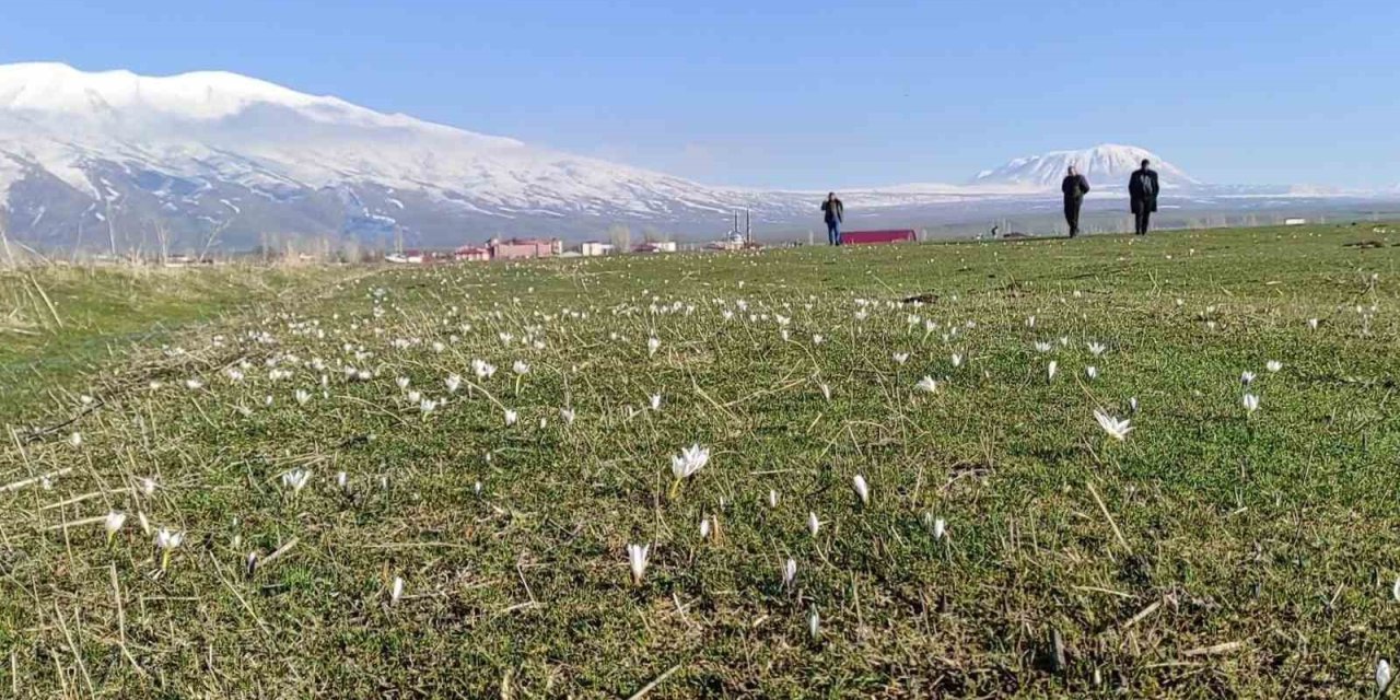 Bitlis’te kardelen ve çiğdemler açtı
