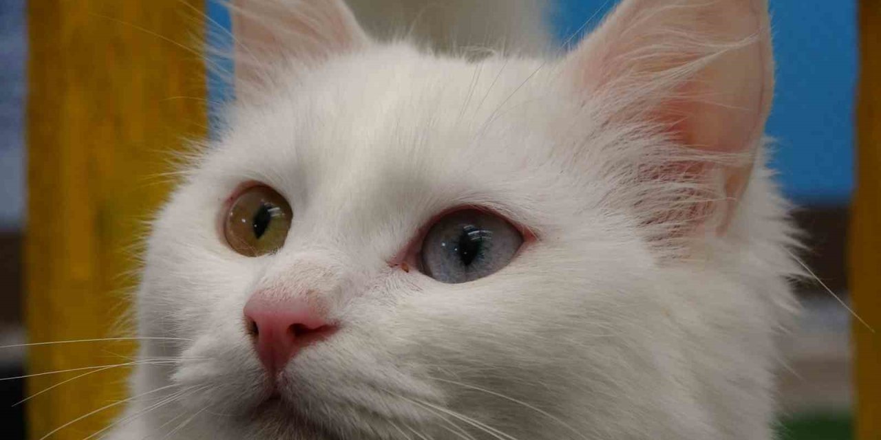 Van kedileri yılda üç kez kızgınlık dönemine giriyor