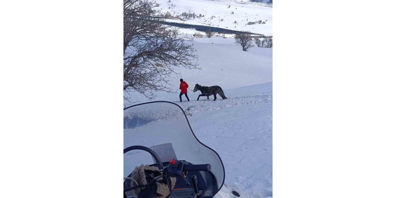 Kurtların saldırısına uğrayan ve dağda mahsur kalan at kurtarıldı