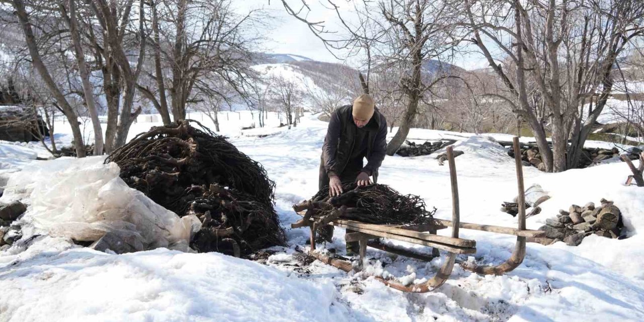 Muş’ta besicilerin asırlık geven otu geleneği sürüyor