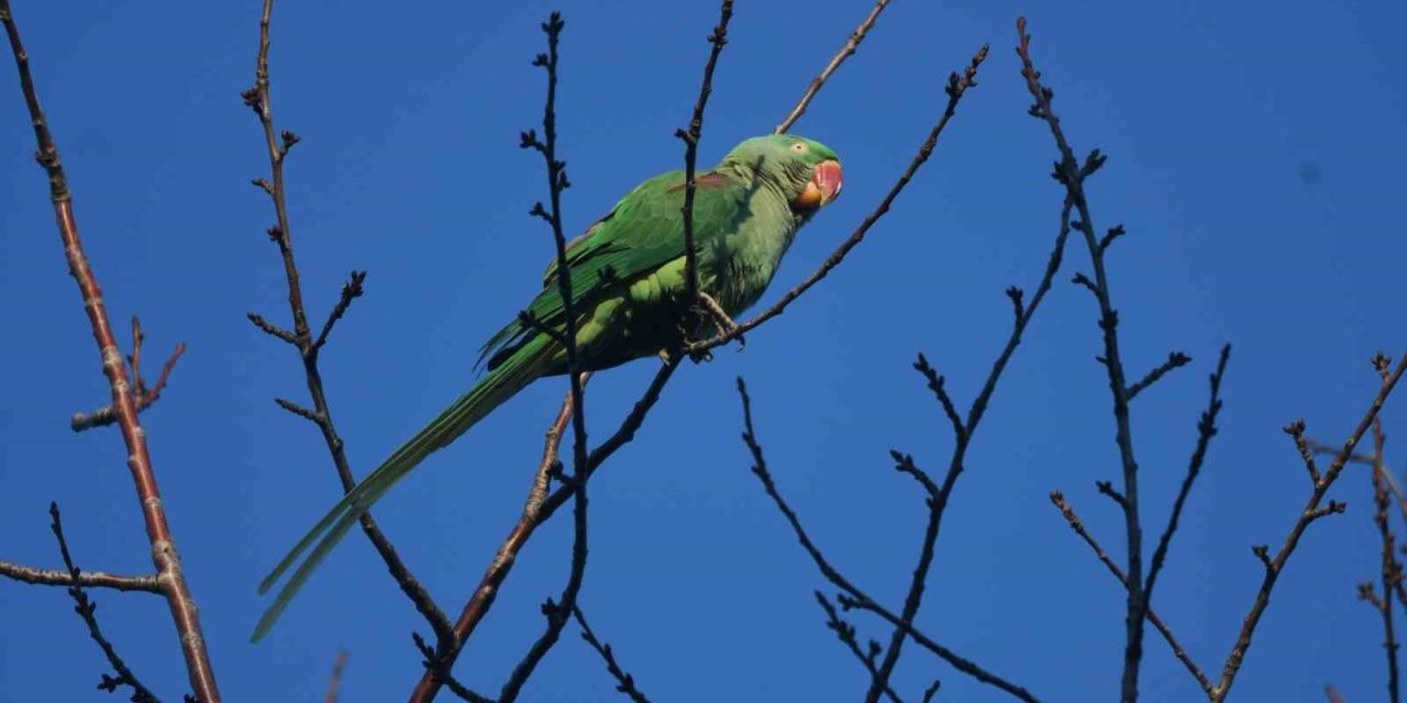 İstilacı tür İskender Papağanı Tatvan’da görüntülendi