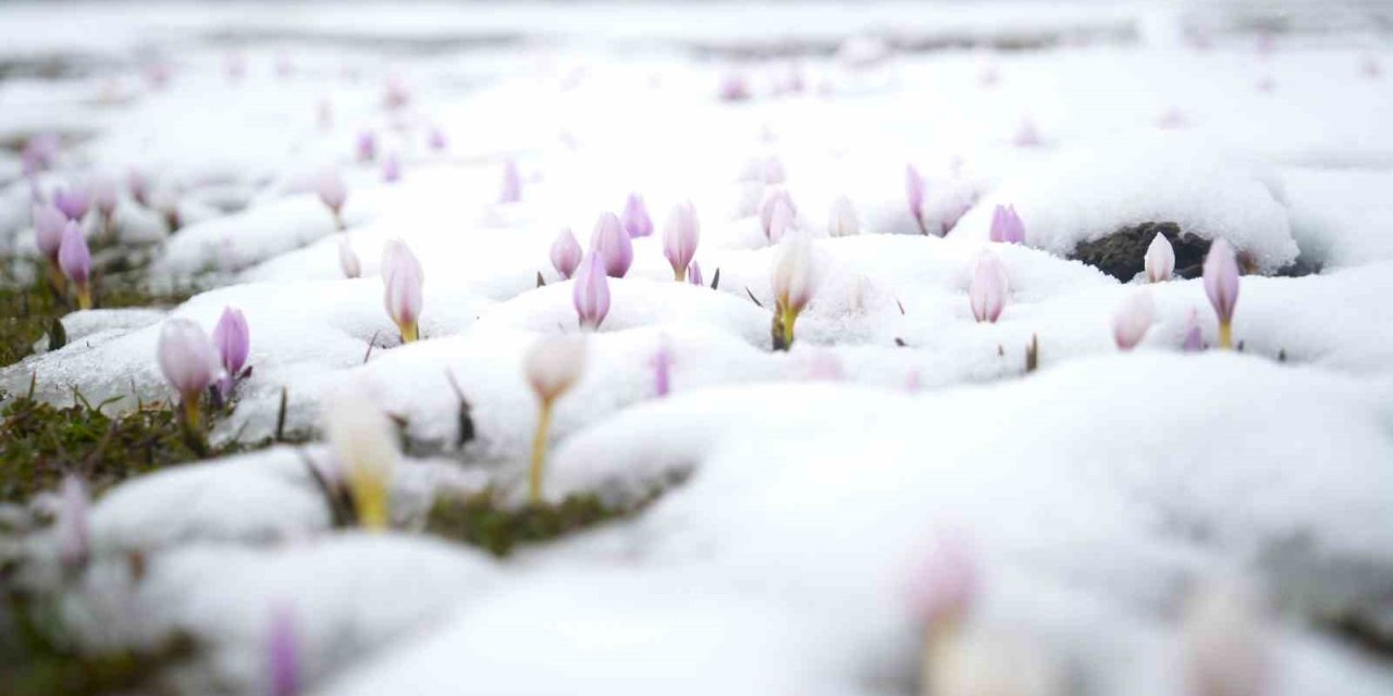 Baharın habercisi çiğdemler kar altında kaldı