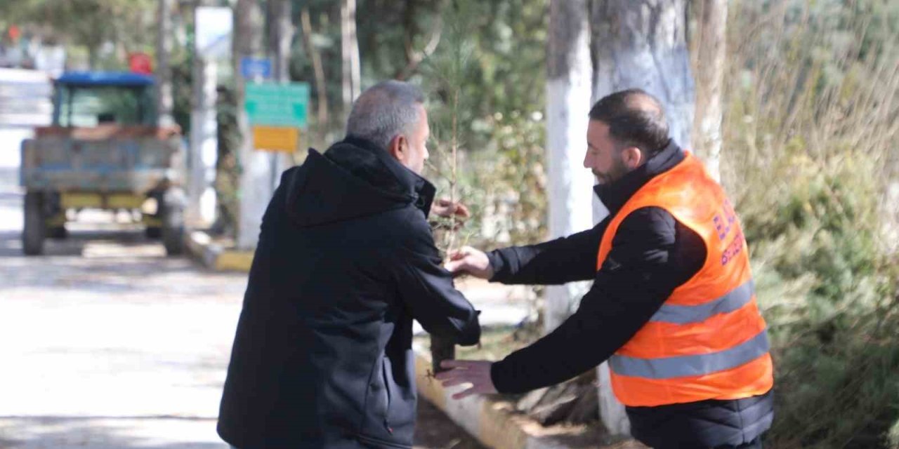 Elazığ Belediyesi’nden vatandaşlara ücretsiz fidan desteği