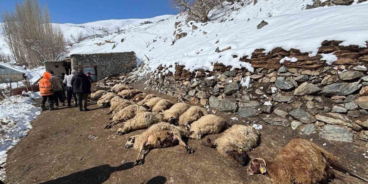 Van’da ahırda feci yangın: 67 küçükbaş hayvan telef oldu