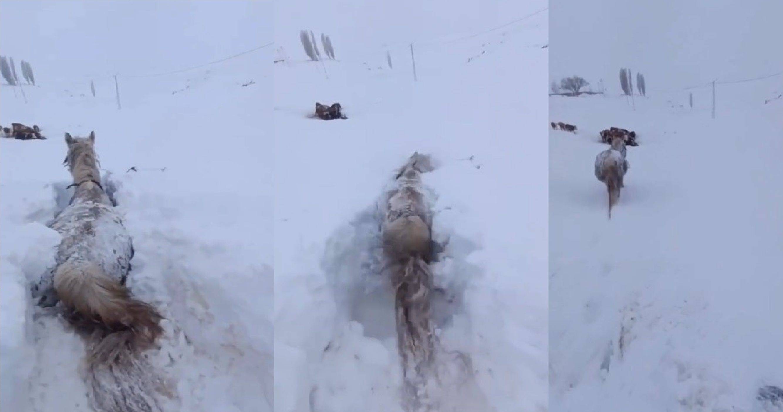 Kars’ta bu kez at kara saplandı