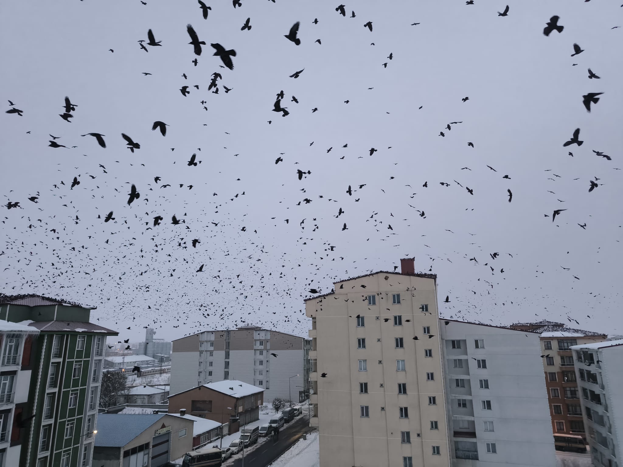 Kars semalarında binlerce karga görsel şölen sundu