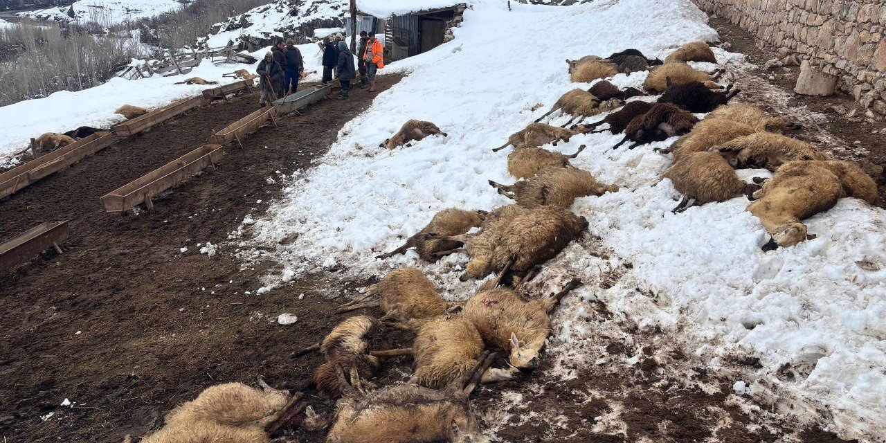 Erzincan’da yemden zehirlendikleri düşünülen 80 koyun telef oldu