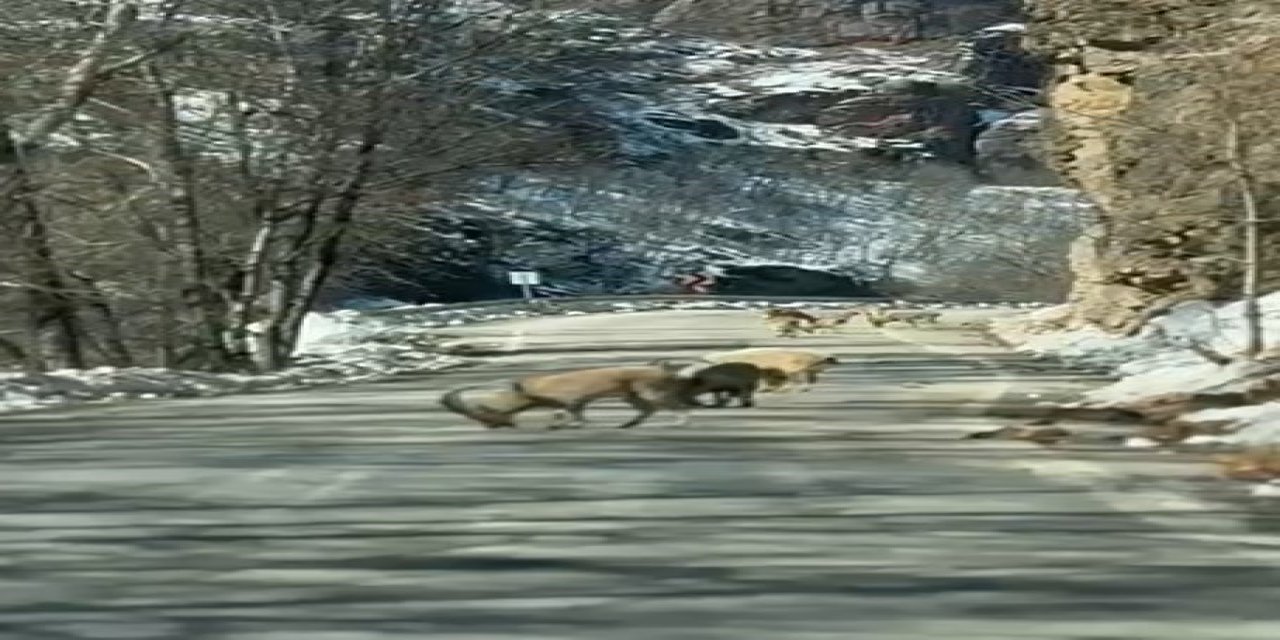 Ovacık yolunda dağ keçisi sürüsü yolu kapladı