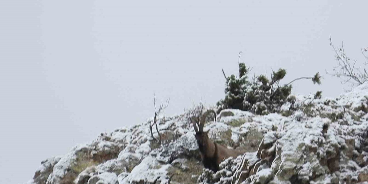 Av yasağı başladı