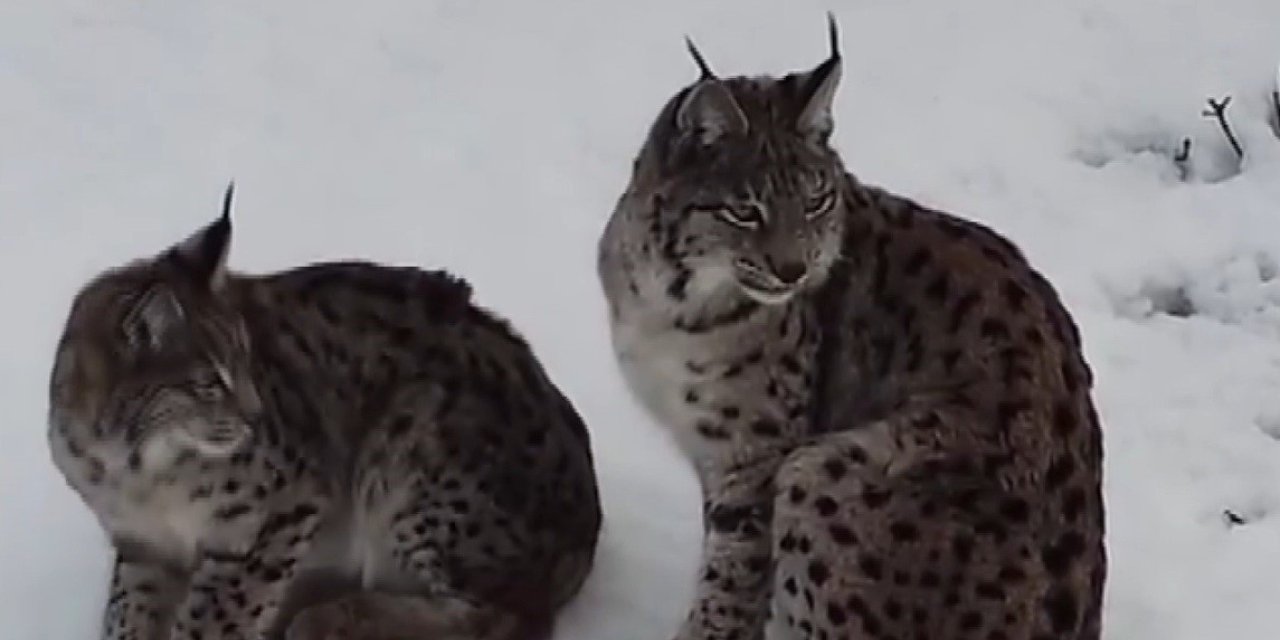 "Ormanın hayaleti" vaşak ailesi Refahiye’de havadan görüntülendi