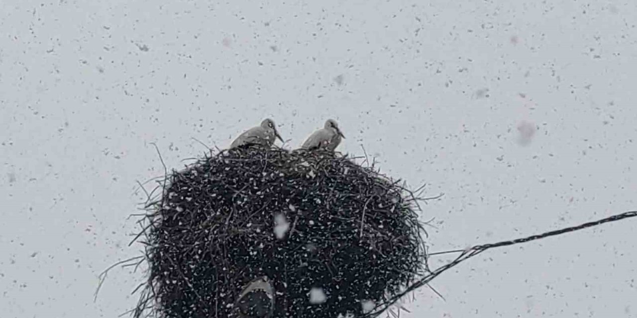 Bingöl’e erken gelen leylekler kara yakalandı