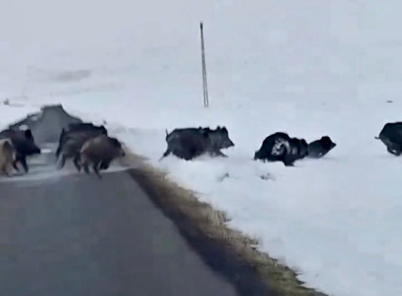 Ardahan’ın Çıldır ilçesinde domuz sürüsü görüntülendi