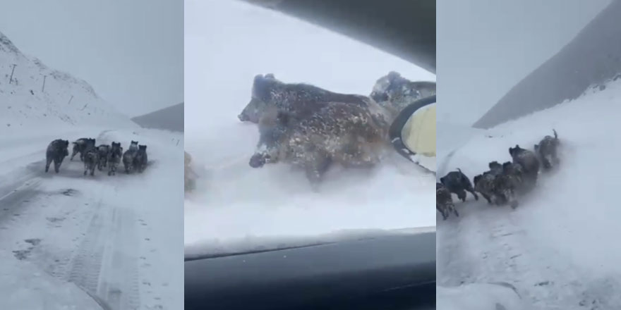Göle-Kars yolunda domuz sürüsünün panik anları