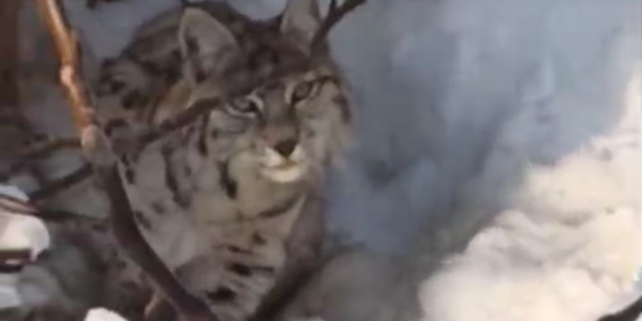 Yüksekova’da yerleşim alanına inen vaşak görüntülendi