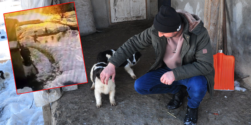 Köpekleri kurtarmak için canını hiç düşünmedi