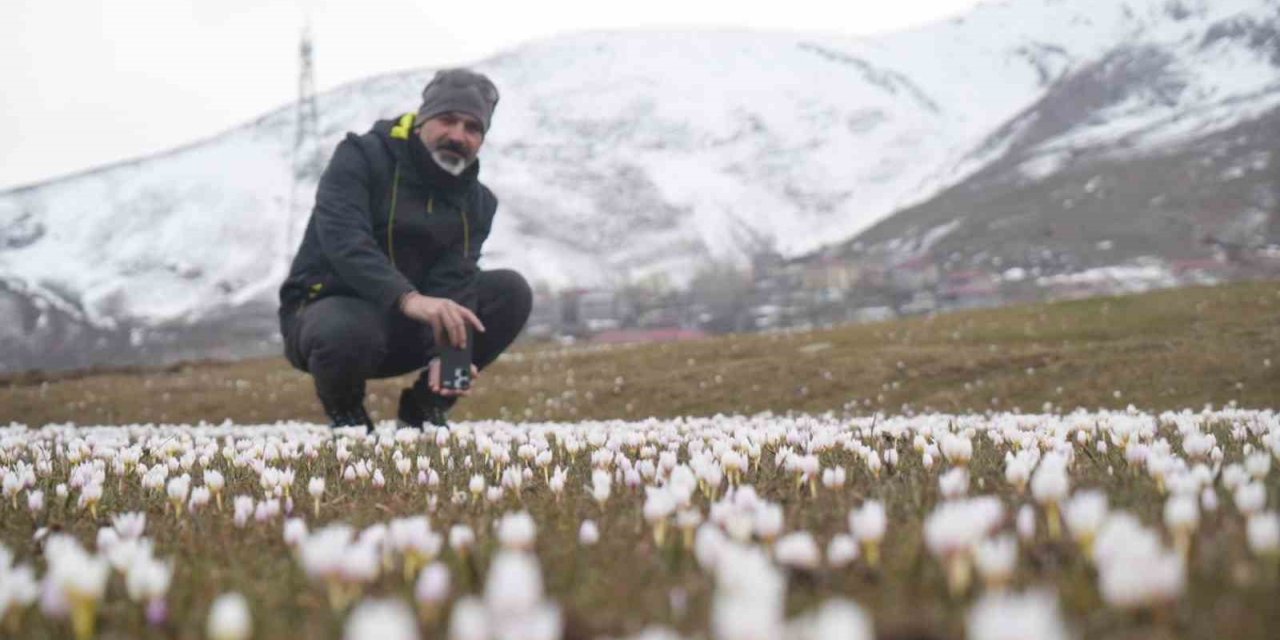 Muş Ovası’nda çiğdemler yeniden yüzünü gösterdi
