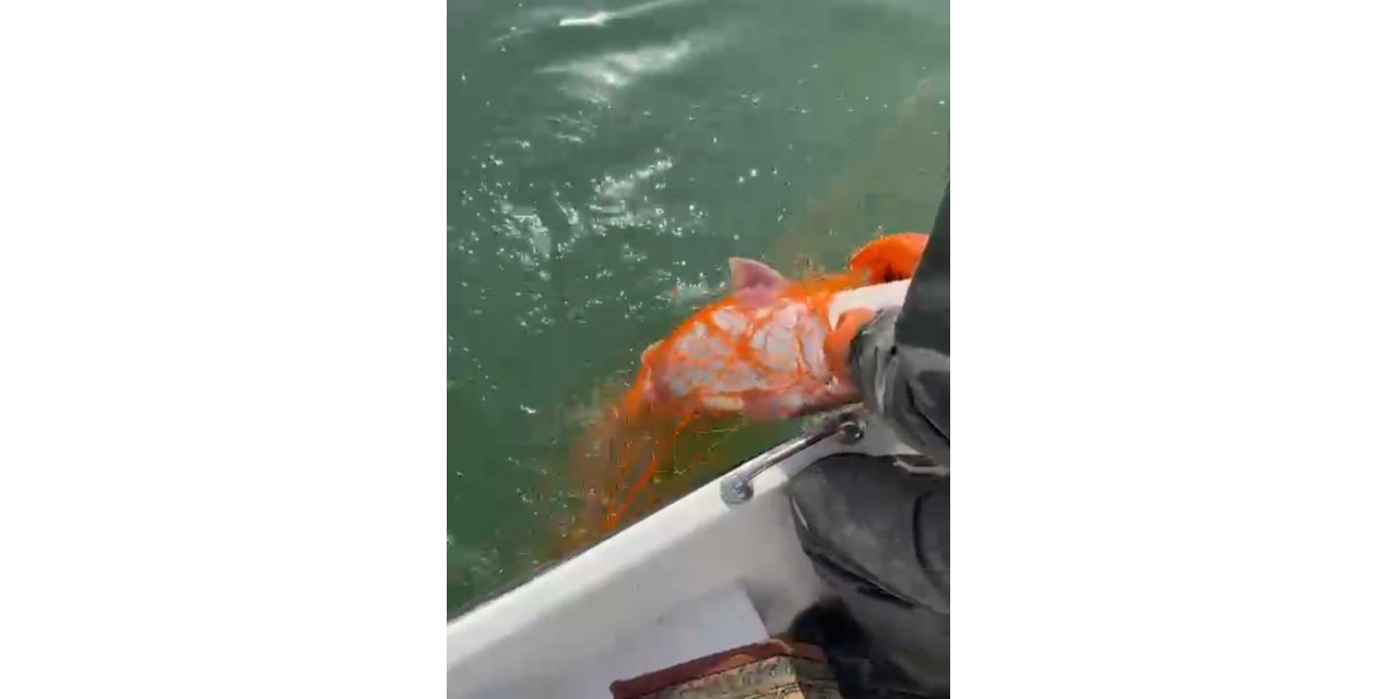 Elazığ’da 30 kiloluk dev Fırat turnası yakalandı