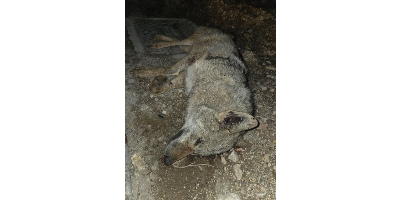 Otomobilin çarptığı kurt telef oldu