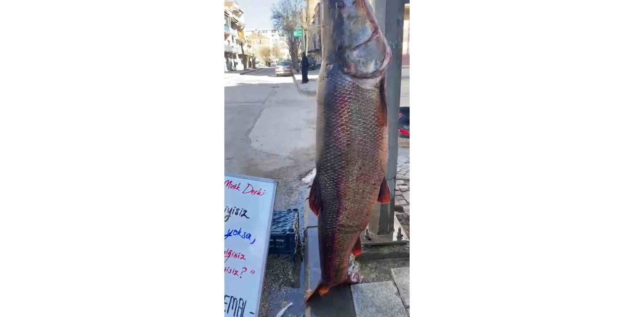 Elazığ’da 97 kilogram turna balığı yakalandı